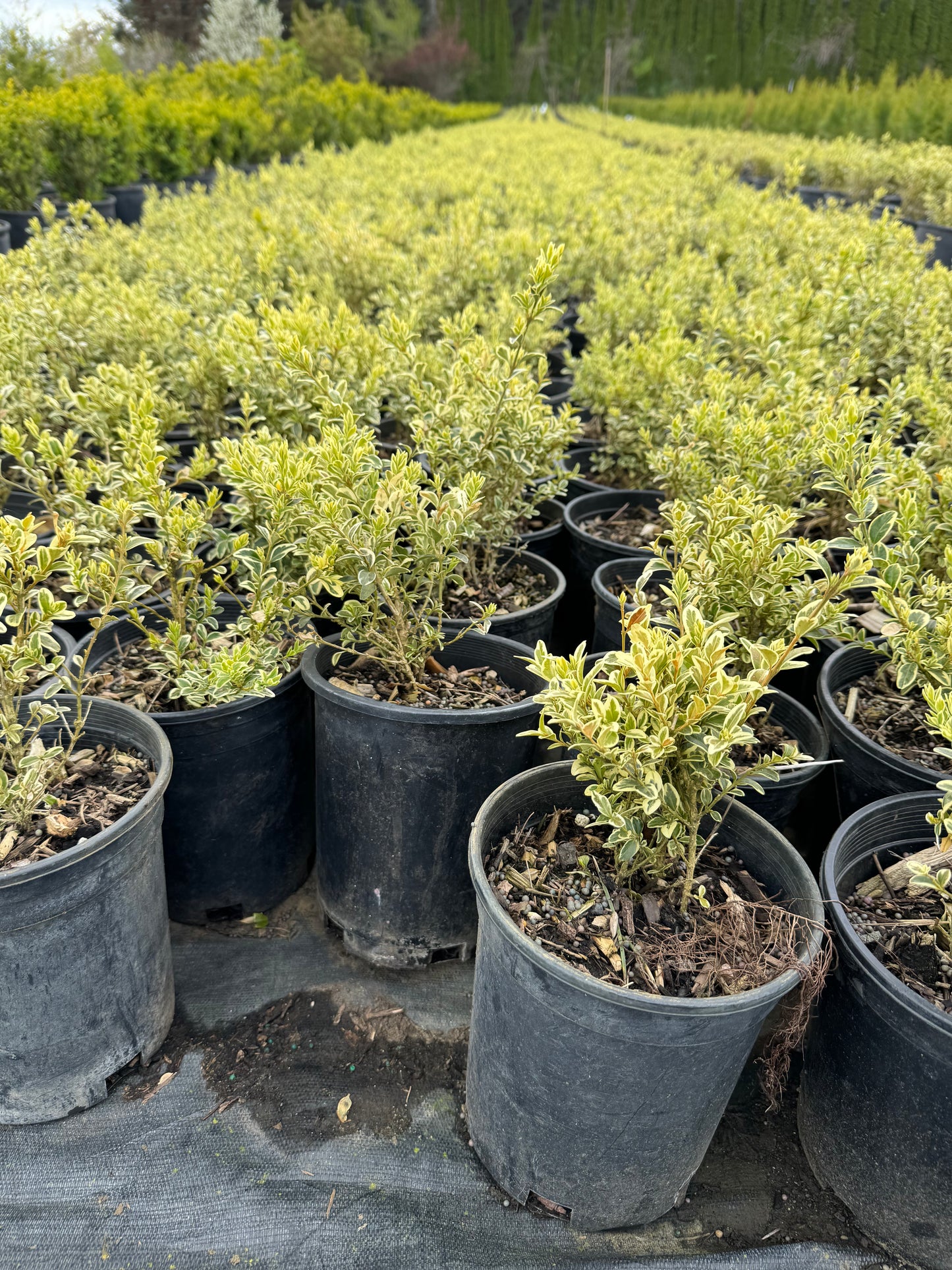 Buxus Variegated