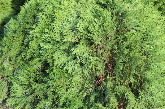 Thuja Emerald Green