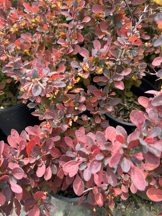 Barberry (Rose glow)