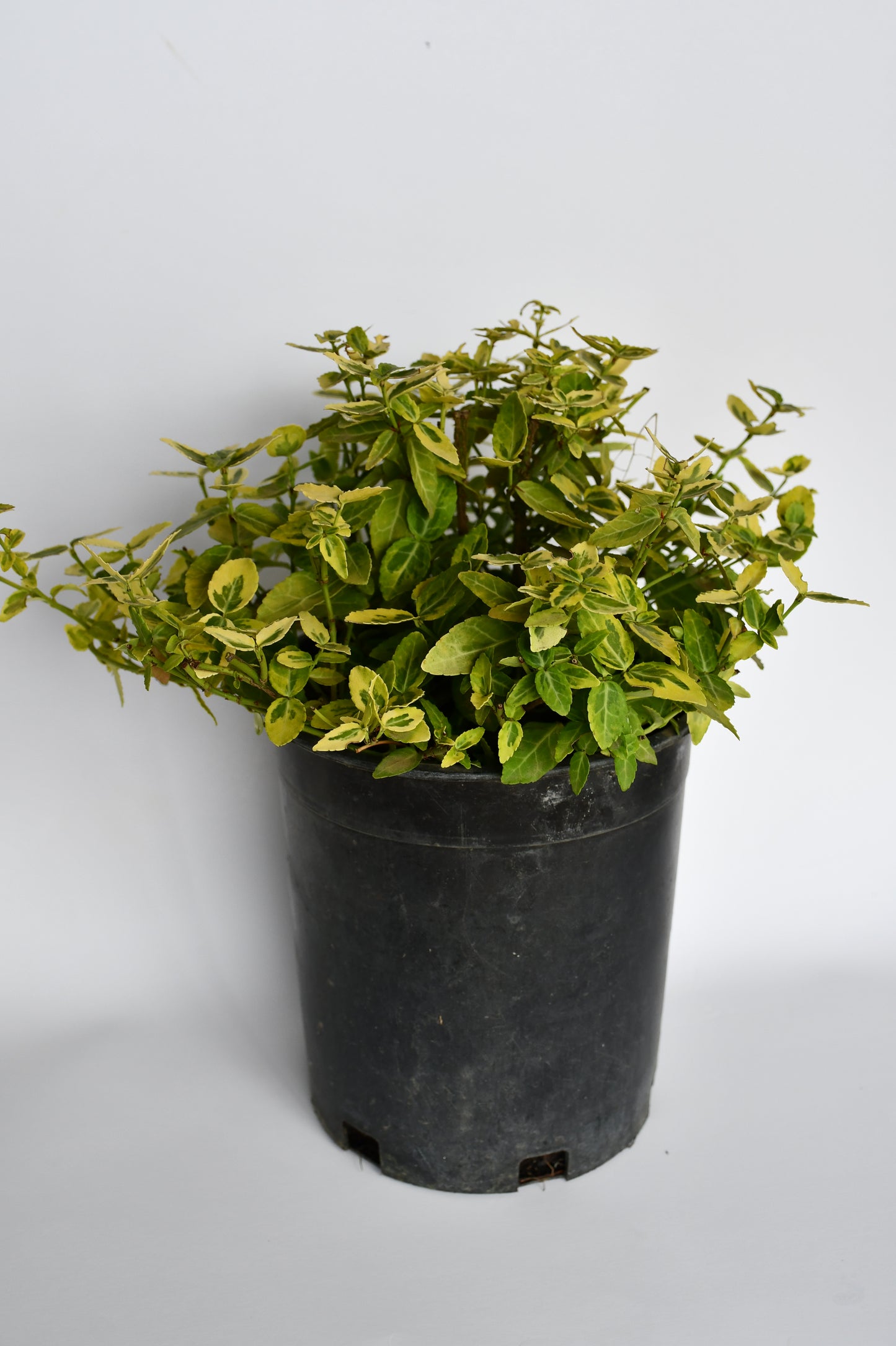 Euonymus Emerald and Gold Accent (Pack of Two)