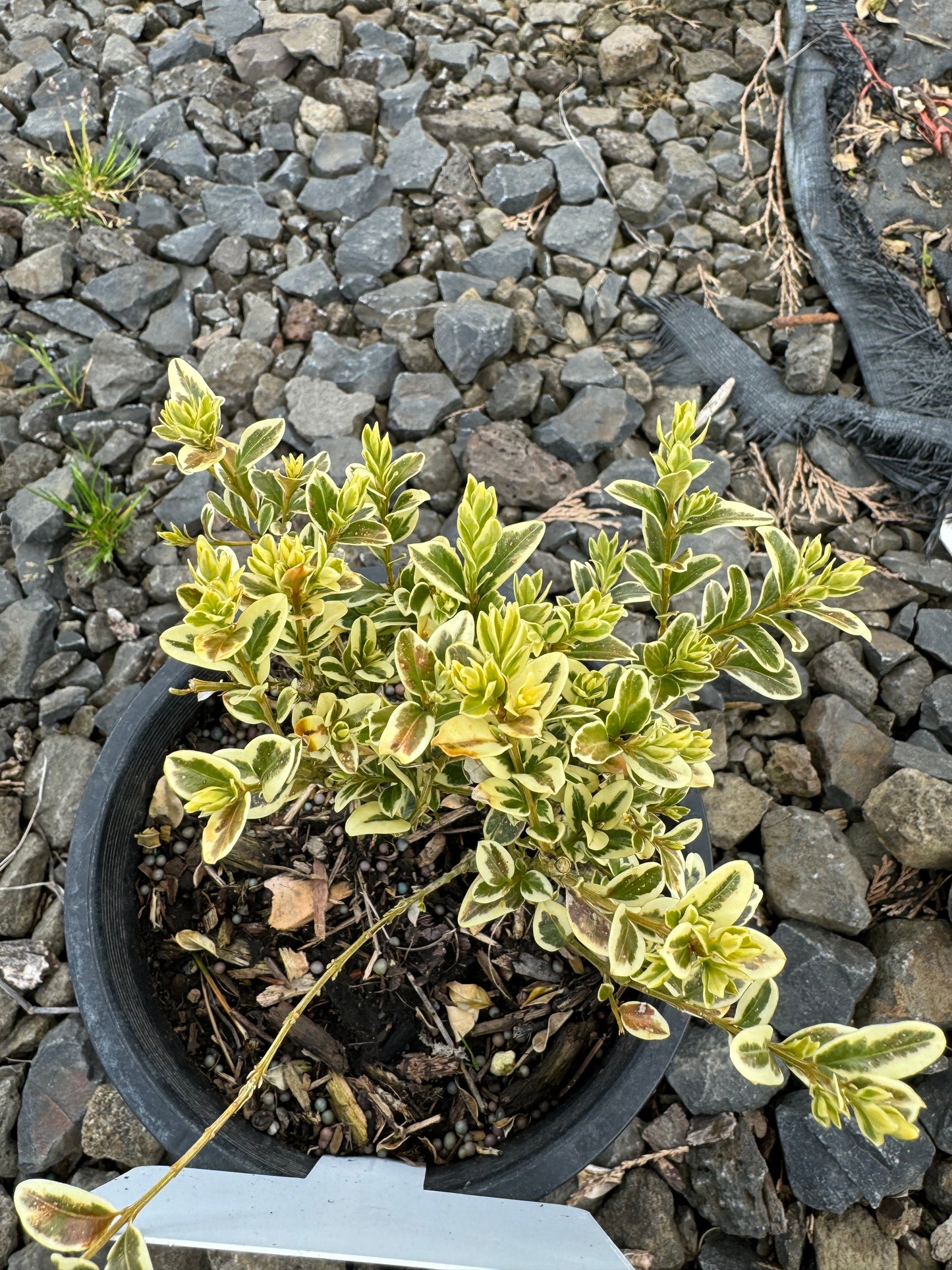 Buxus Variegated