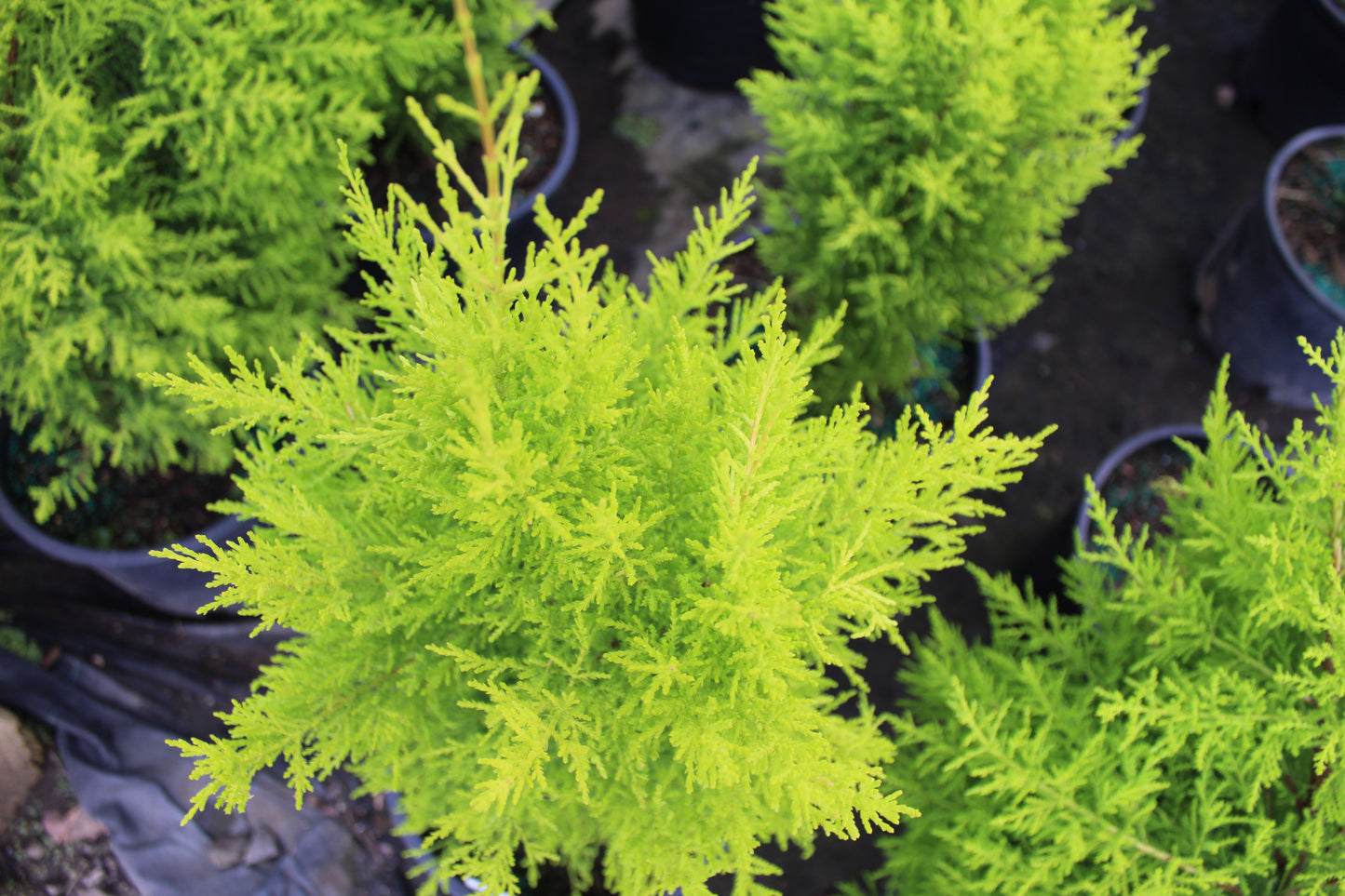 Lemon Cypress tree