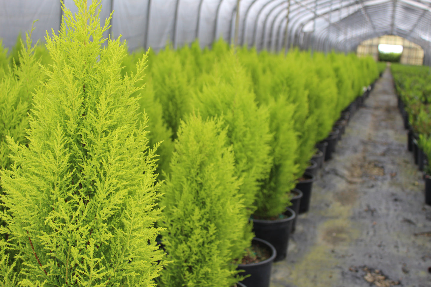 Lemon Cypress tree