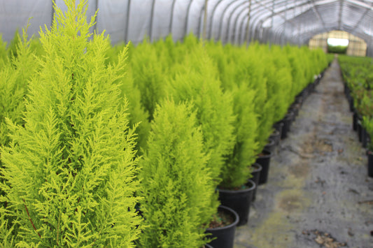 Lemon Cypress tree