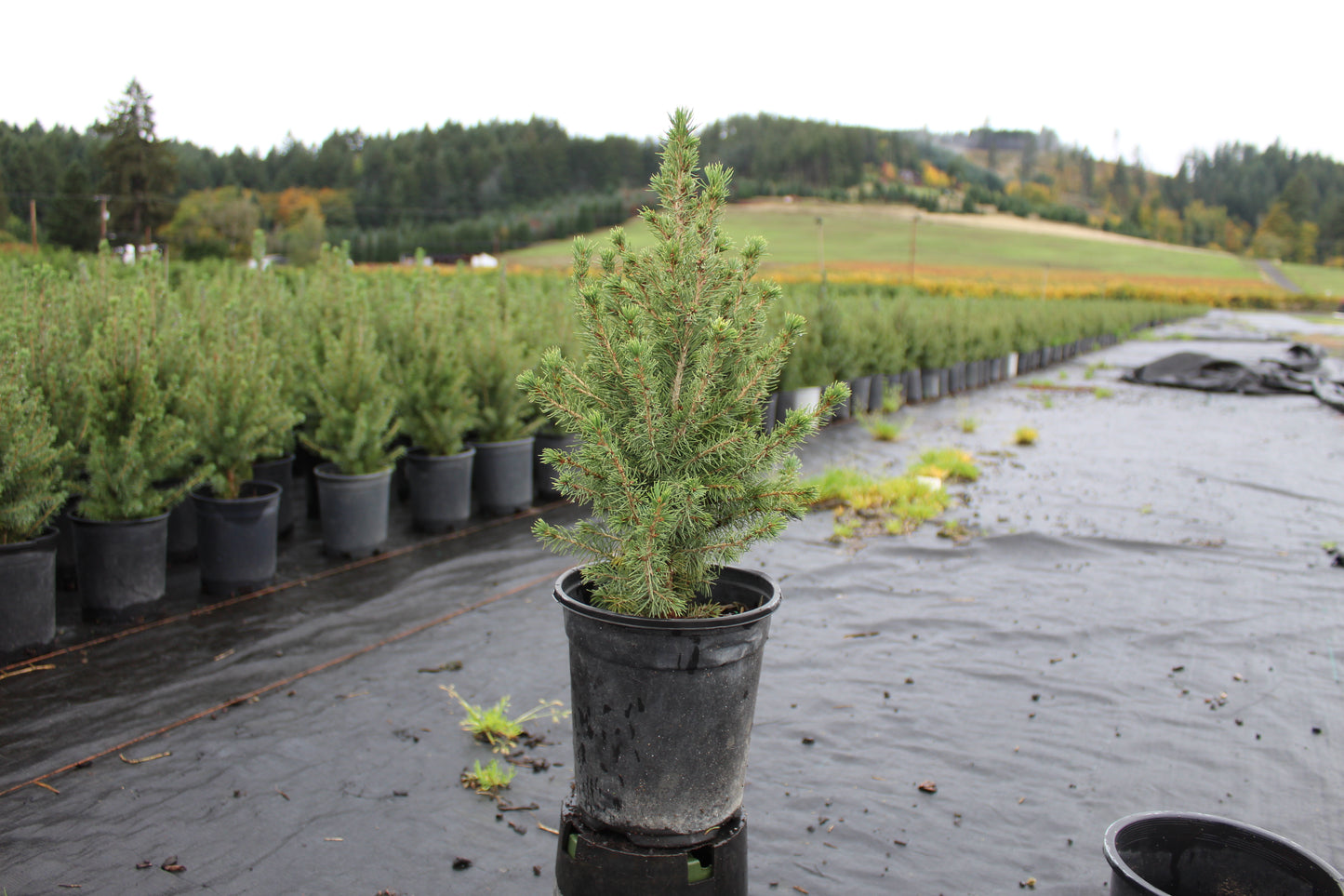 Alberta Spruce