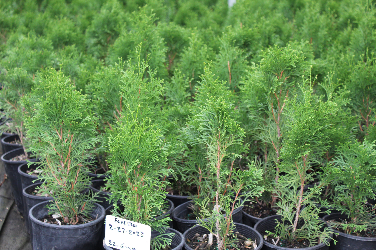 Thuja Emerald Green