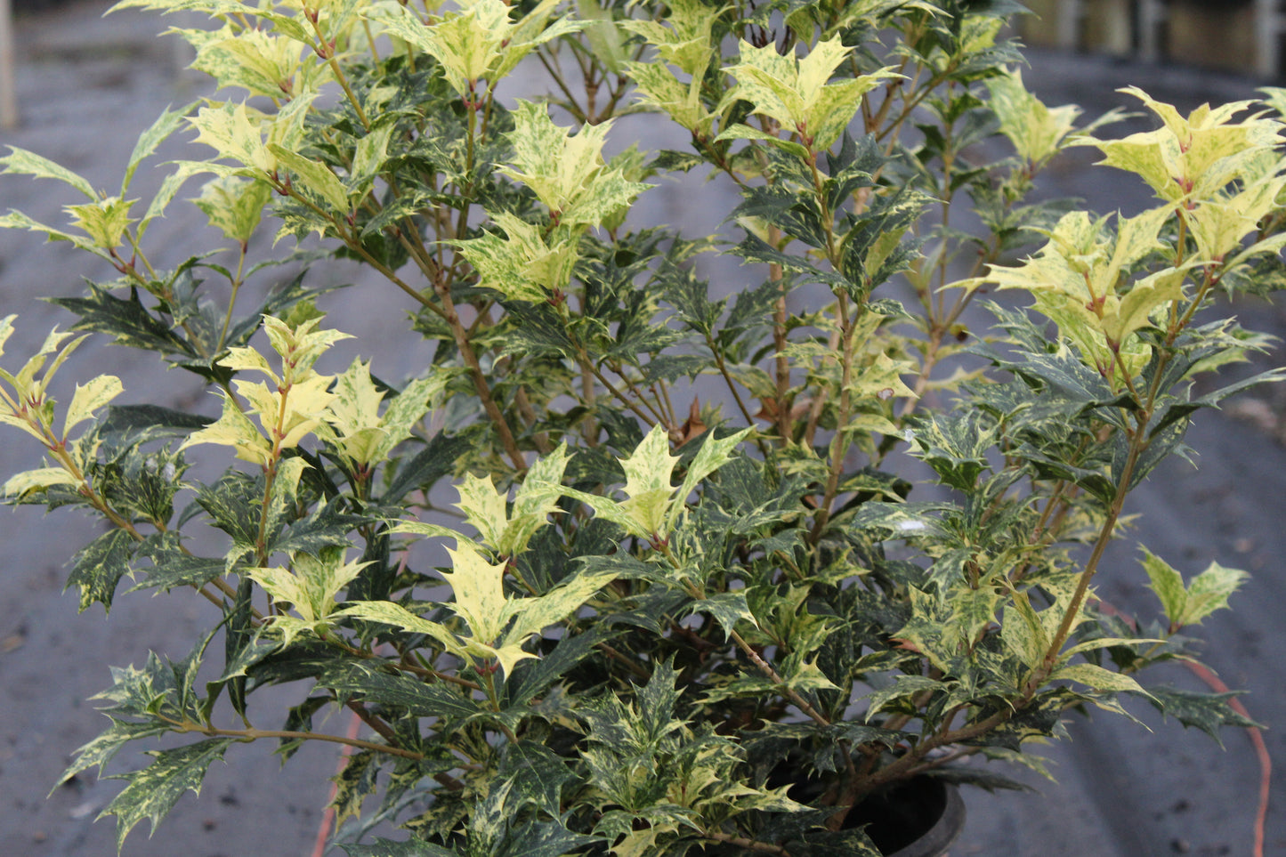 Ilex Goshiki Osmanthus