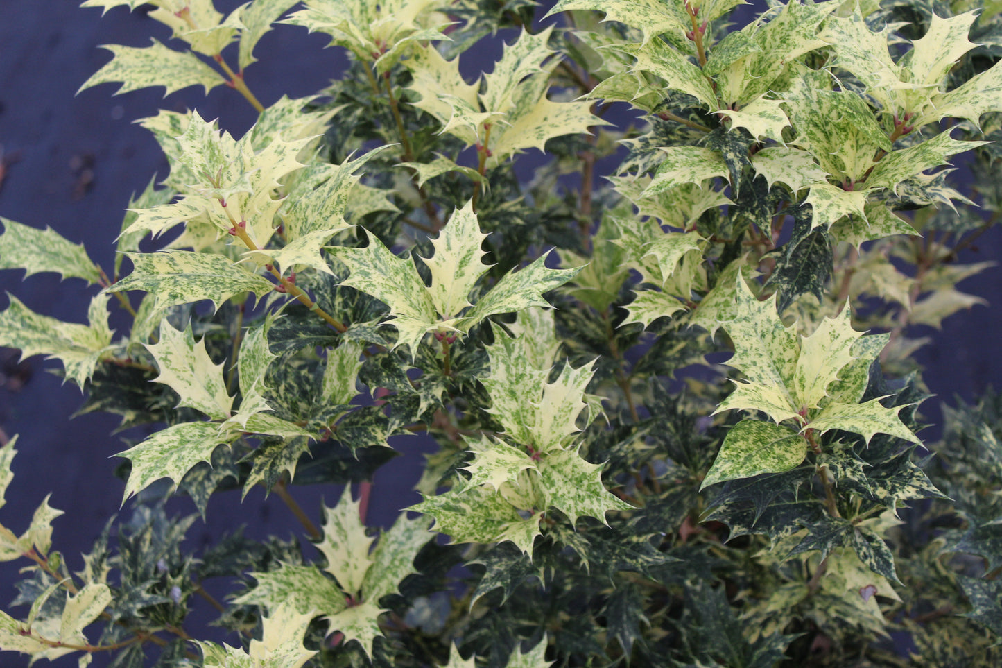 Ilex Goshiki Osmanthus