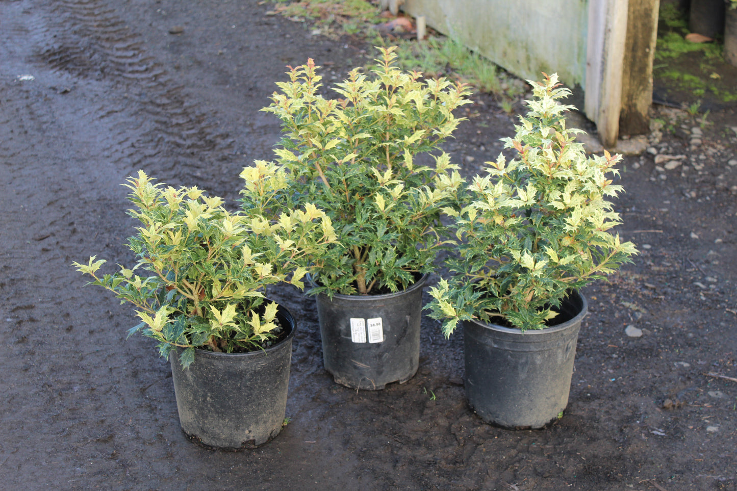 Ilex Goshiki Osmanthus