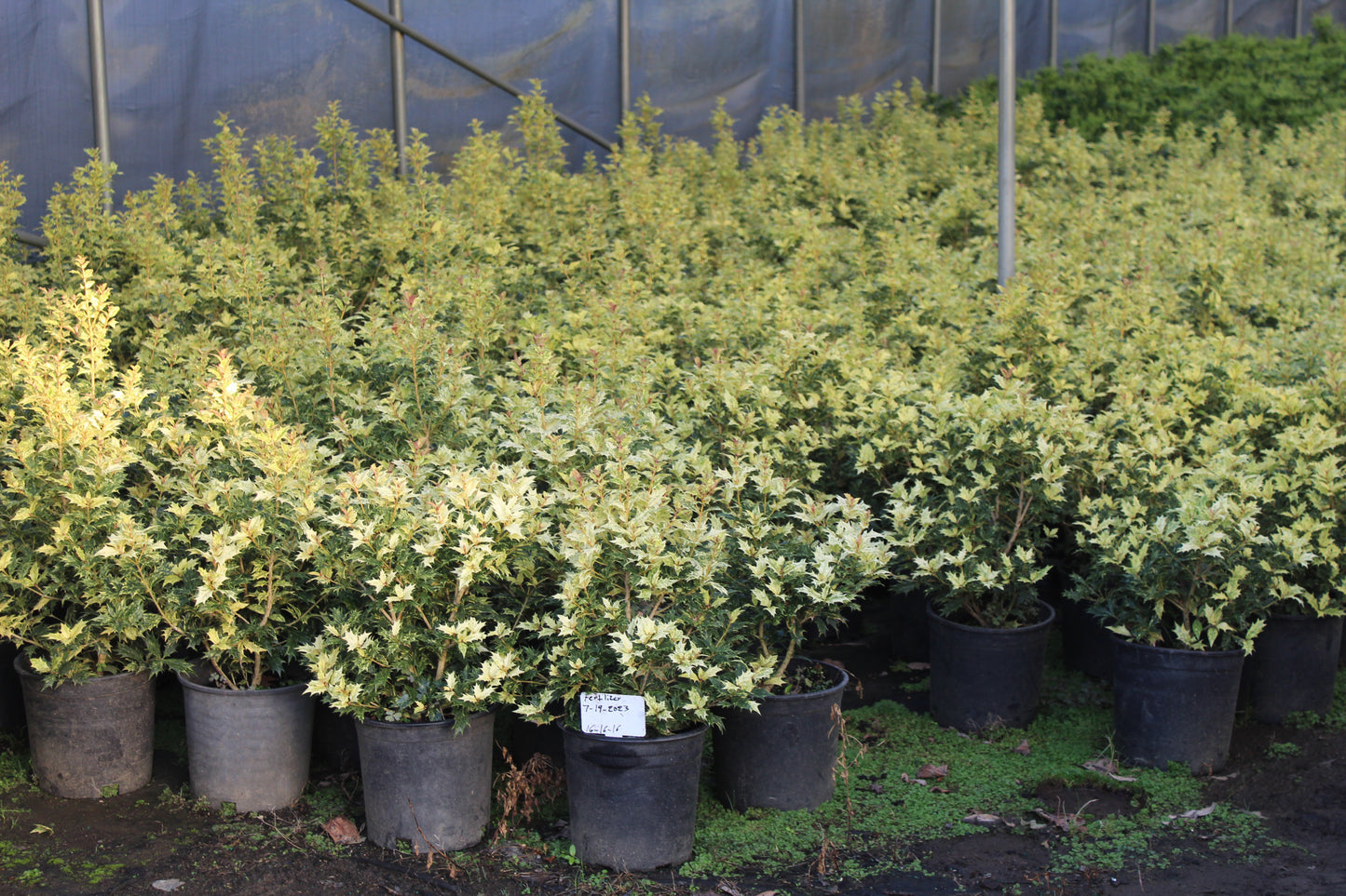 Ilex Goshiki Osmanthus