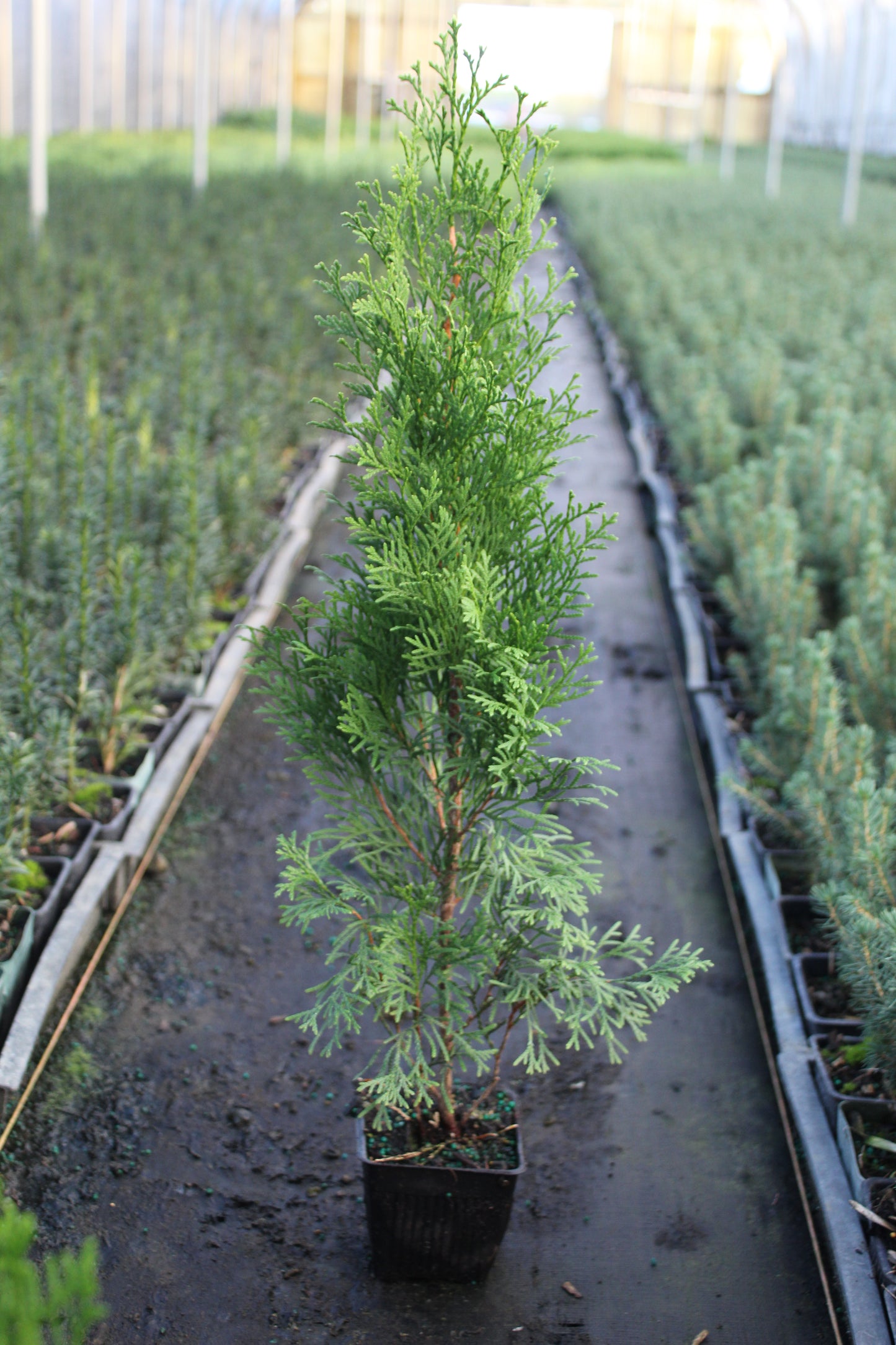 Thuja Emerald Green