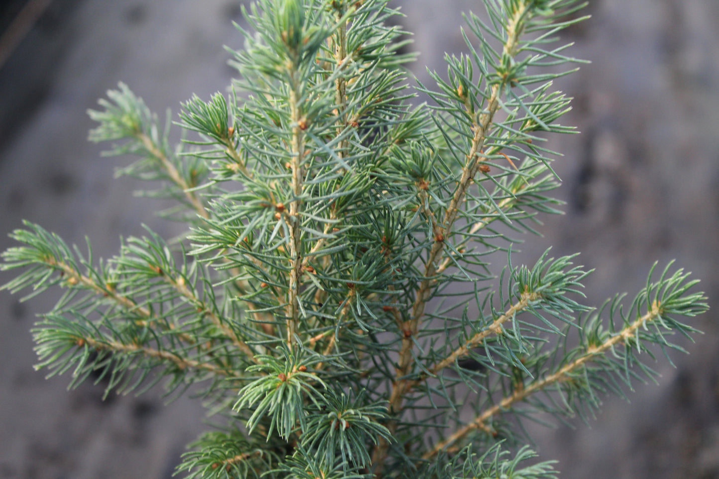 Alberta Spruce