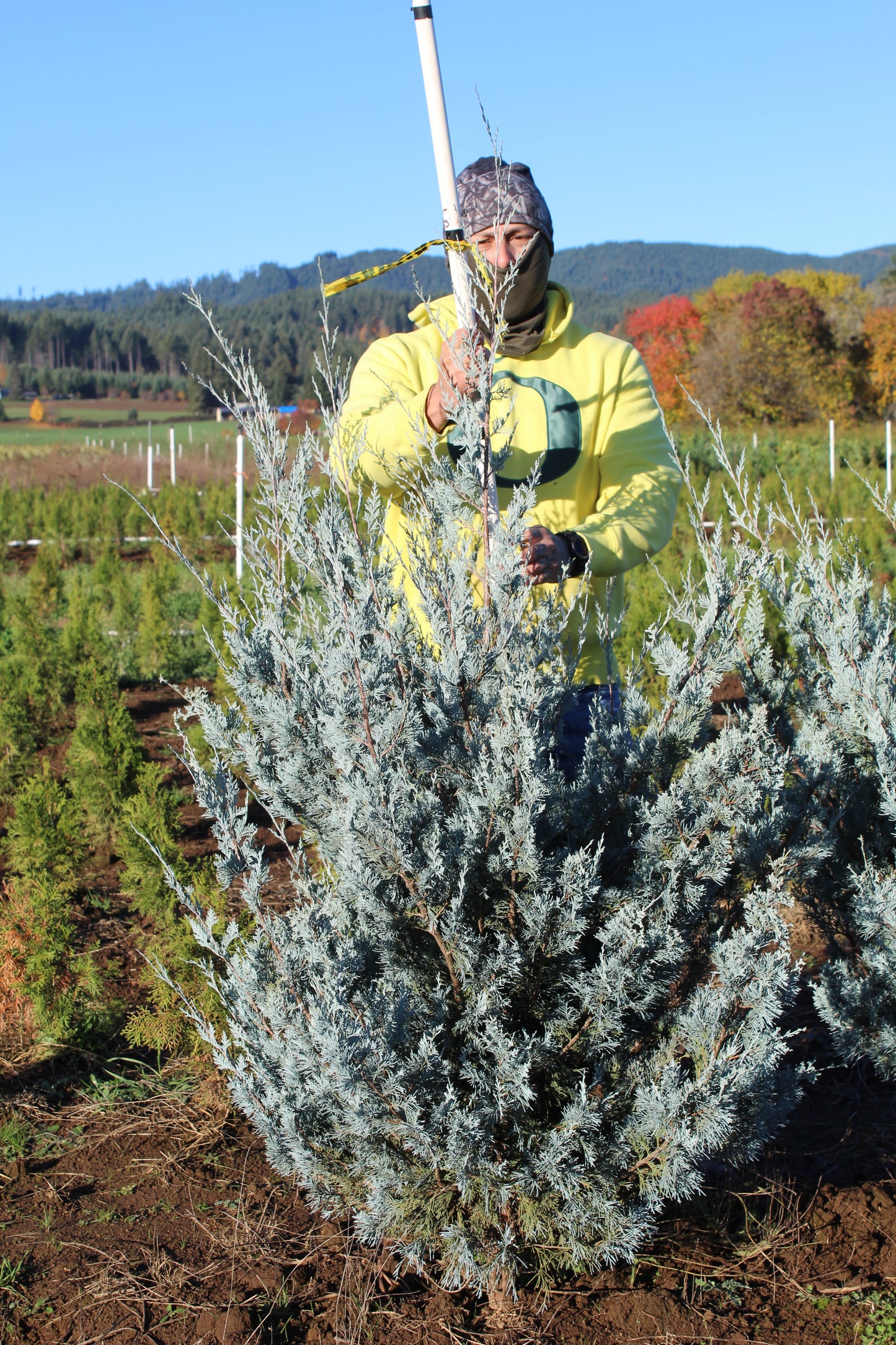 MoonGlow Juniper