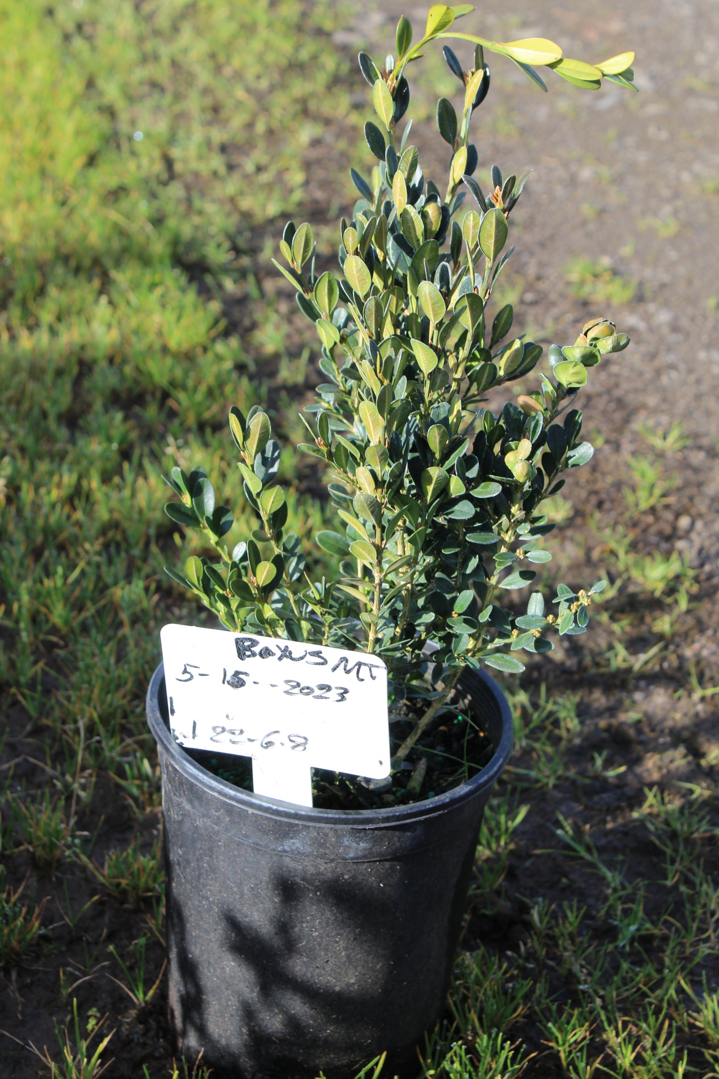 Green Velvet Boxwood