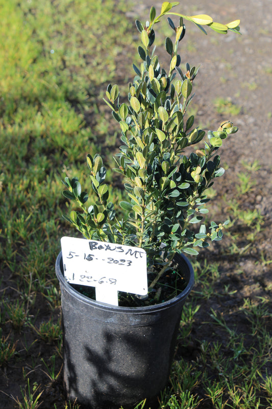 Green Velvet Boxwood