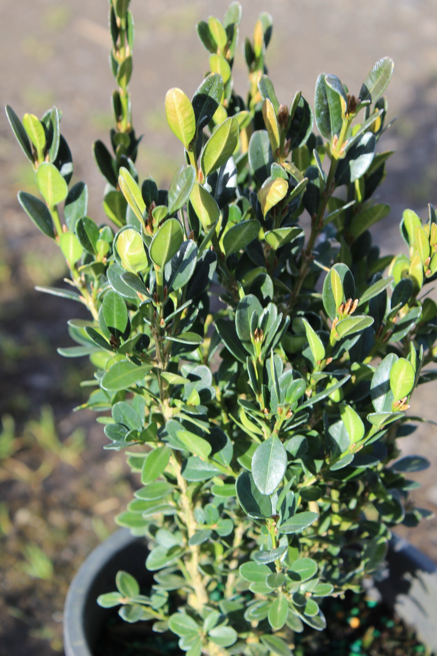 Green Velvet Boxwood