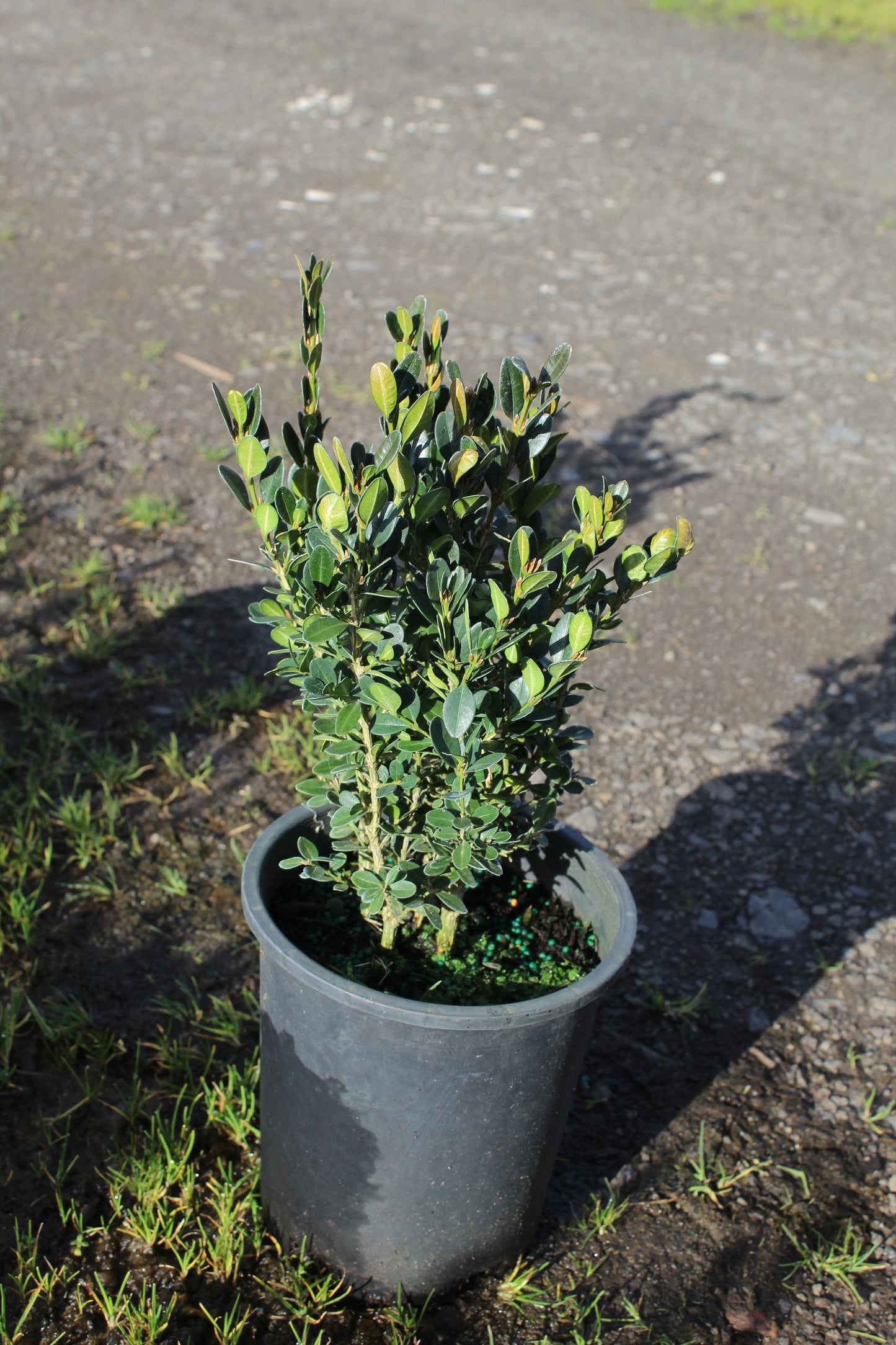 Green Velvet Boxwood