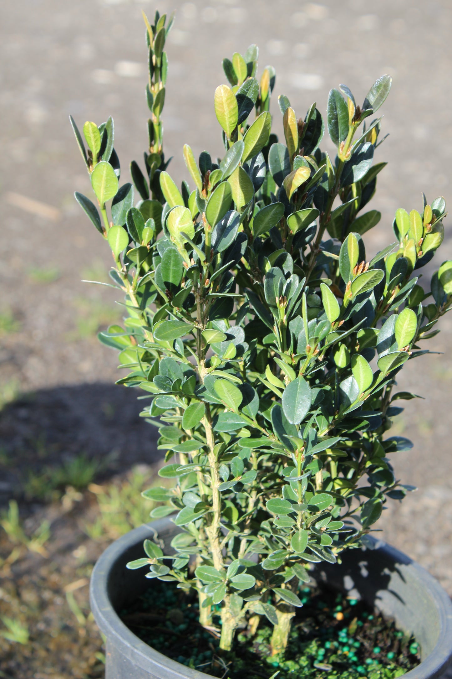 Green Velvet Boxwood