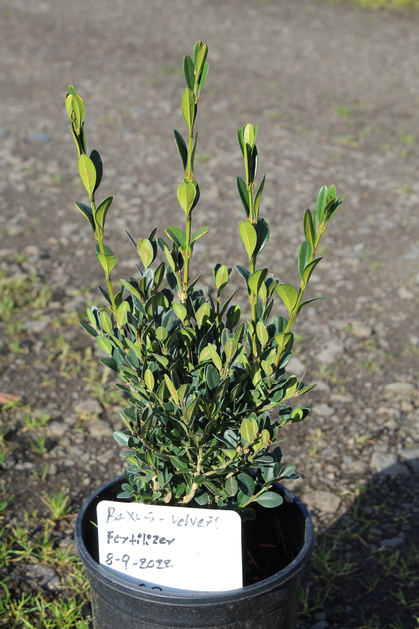 Buxus Green Mountain Boxwood