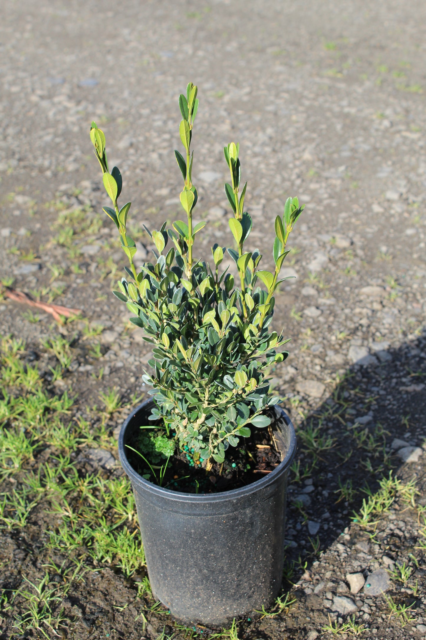 Buxus Green Mountain Boxwood