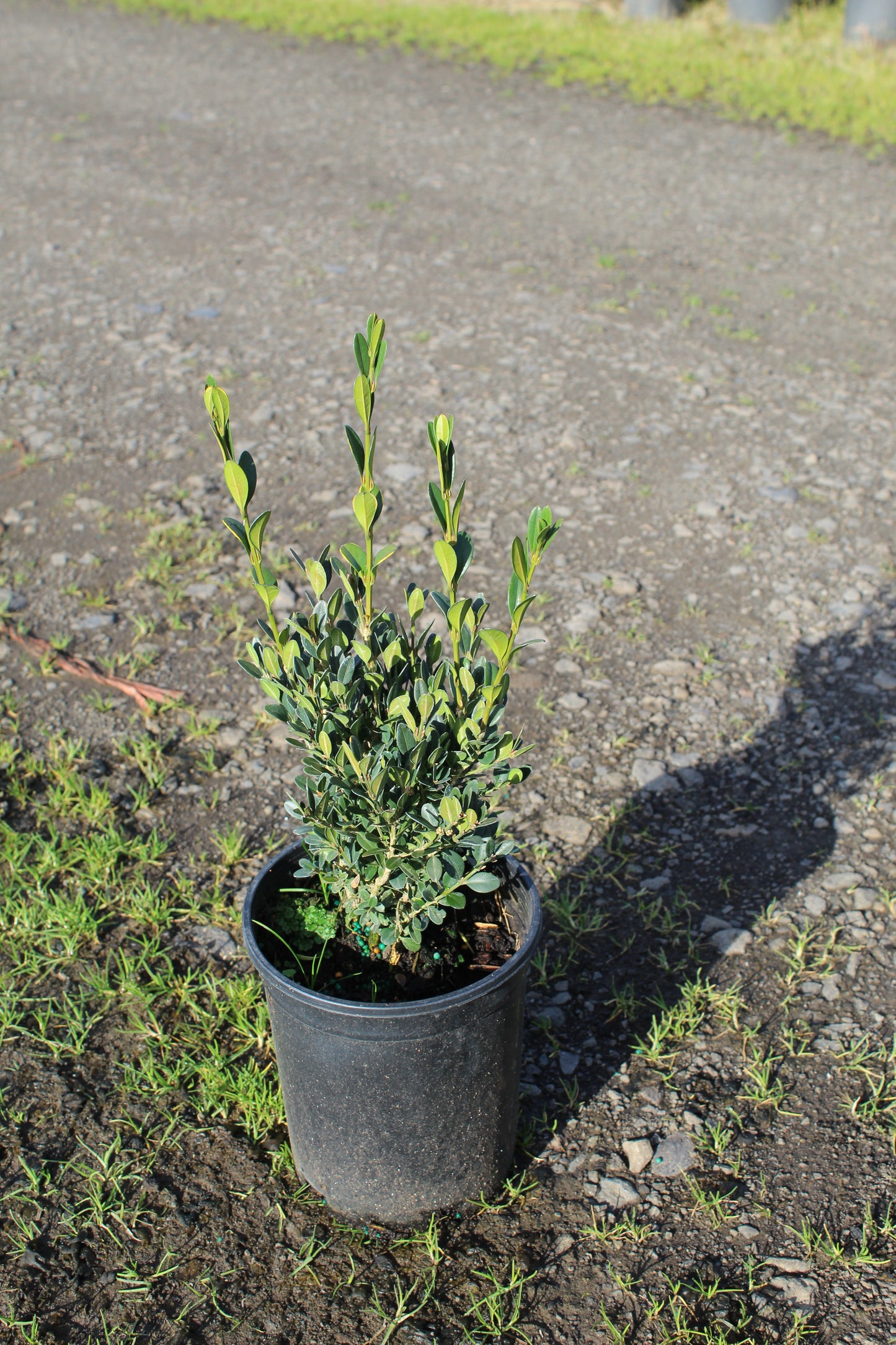 Buxus Green Mountain Boxwood