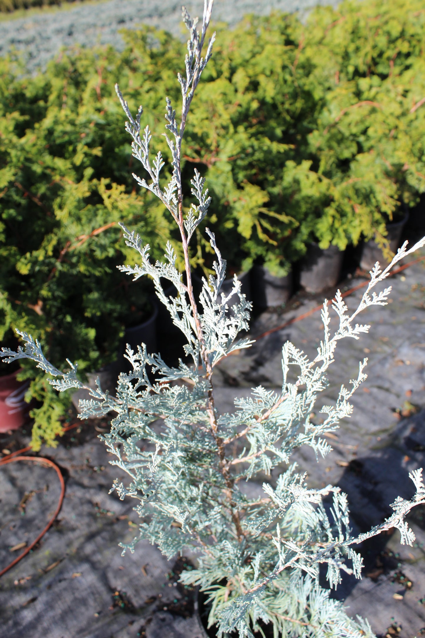 MoonGlow Juniper