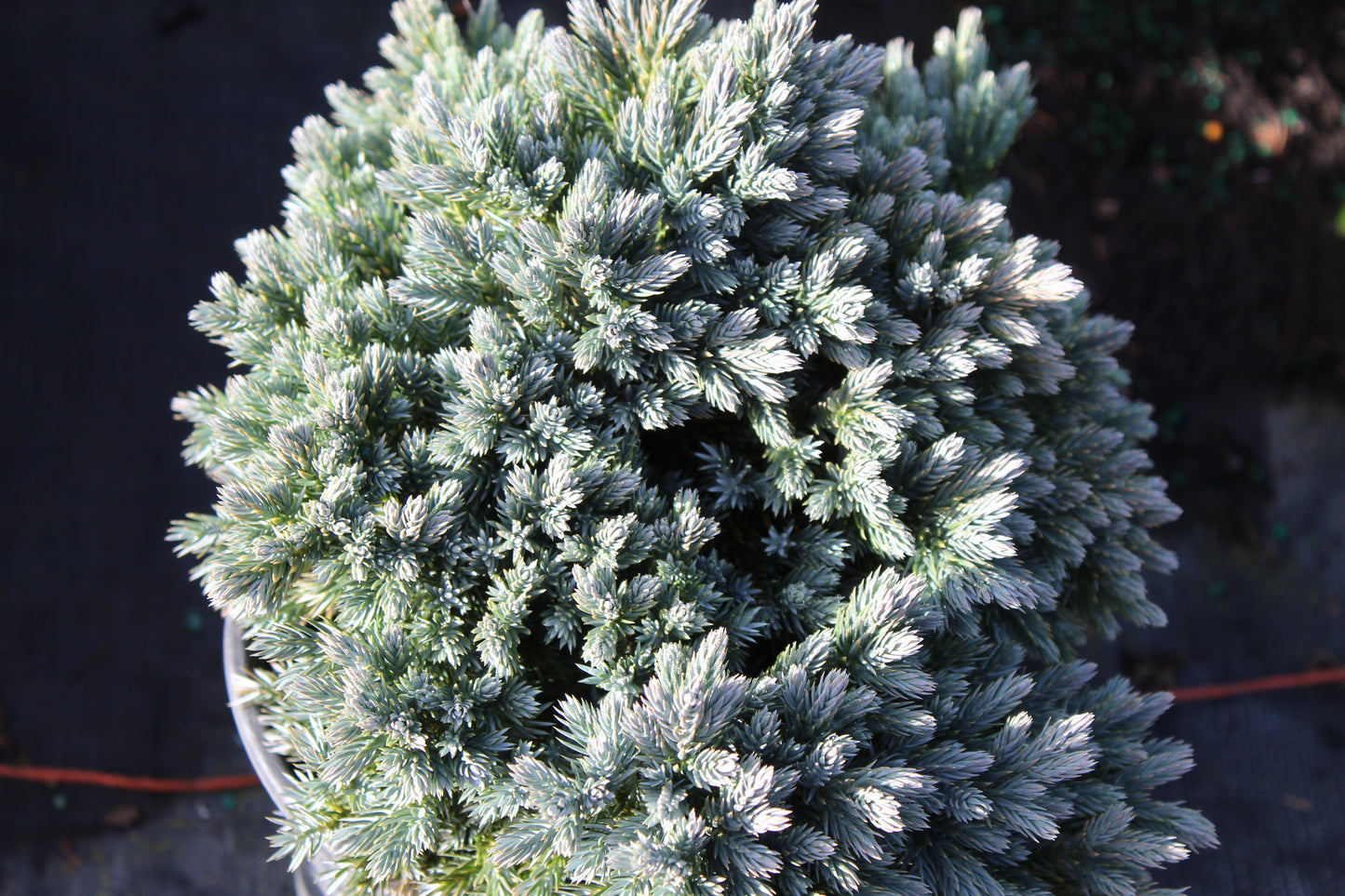 'Blue Star' juniper