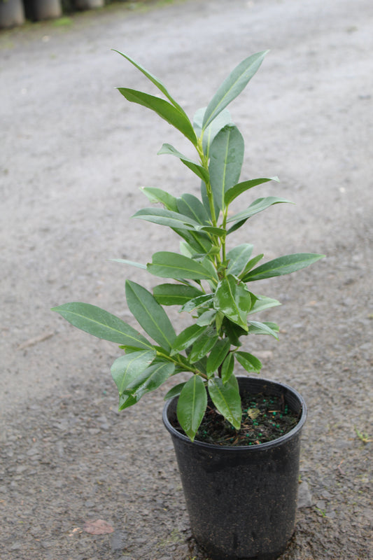 Prunus laurocerasus 'Schipkaensis'