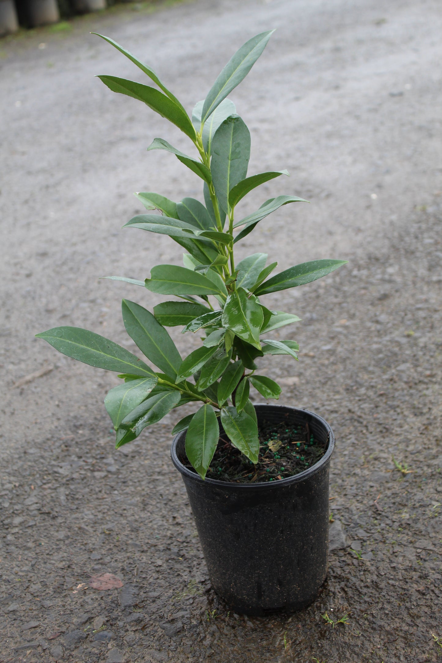 Prunus laurocerasus 'Schipkaensis'