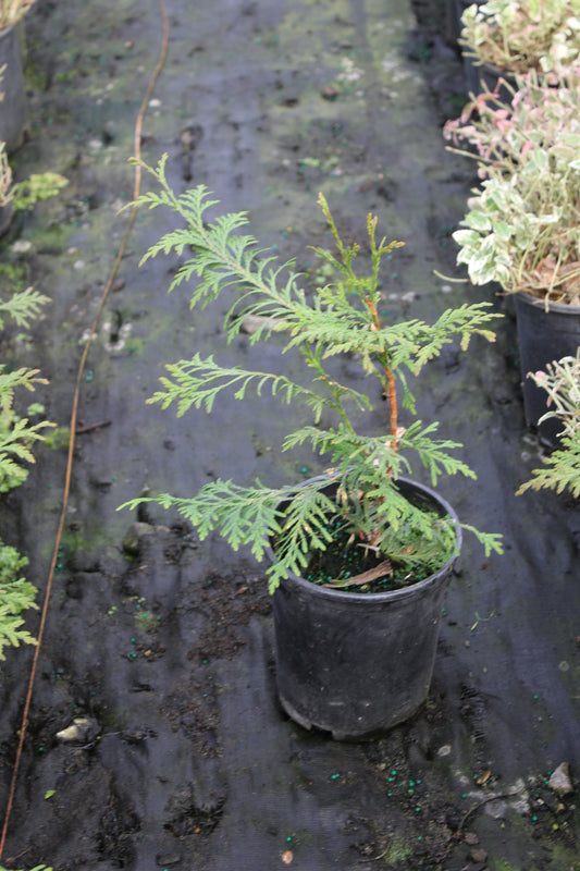 Thuja Occ 'Green Giant'