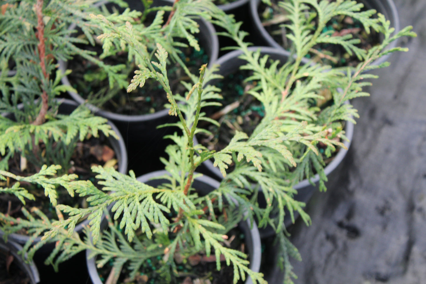 Thuja Occ 'Green Giant'