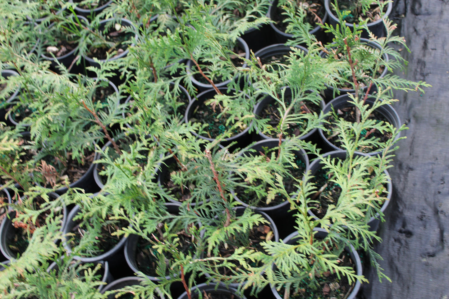 Thuja Occ 'Green Giant'